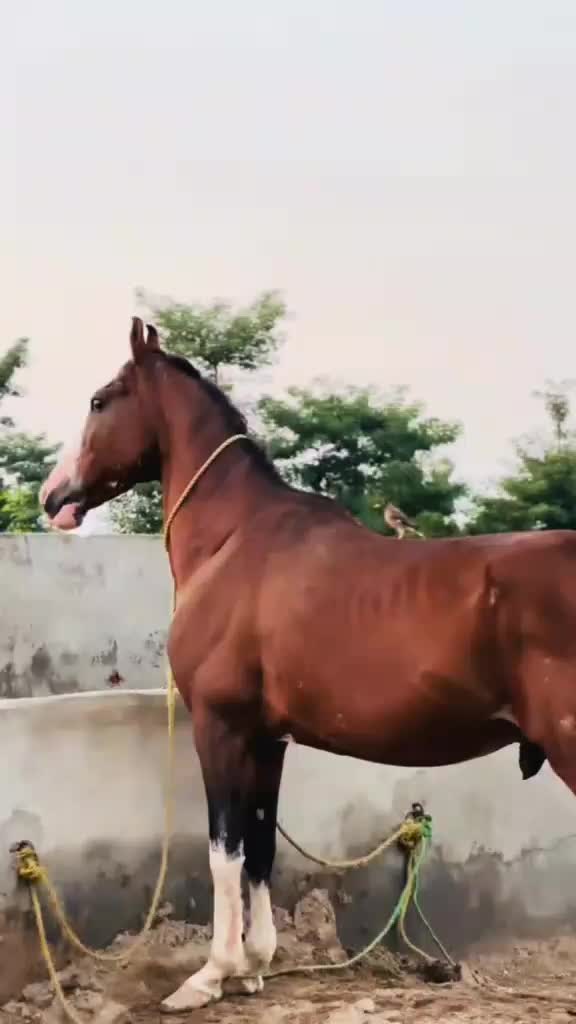 @مہر عامر سہیل لک🐎🏆🥂