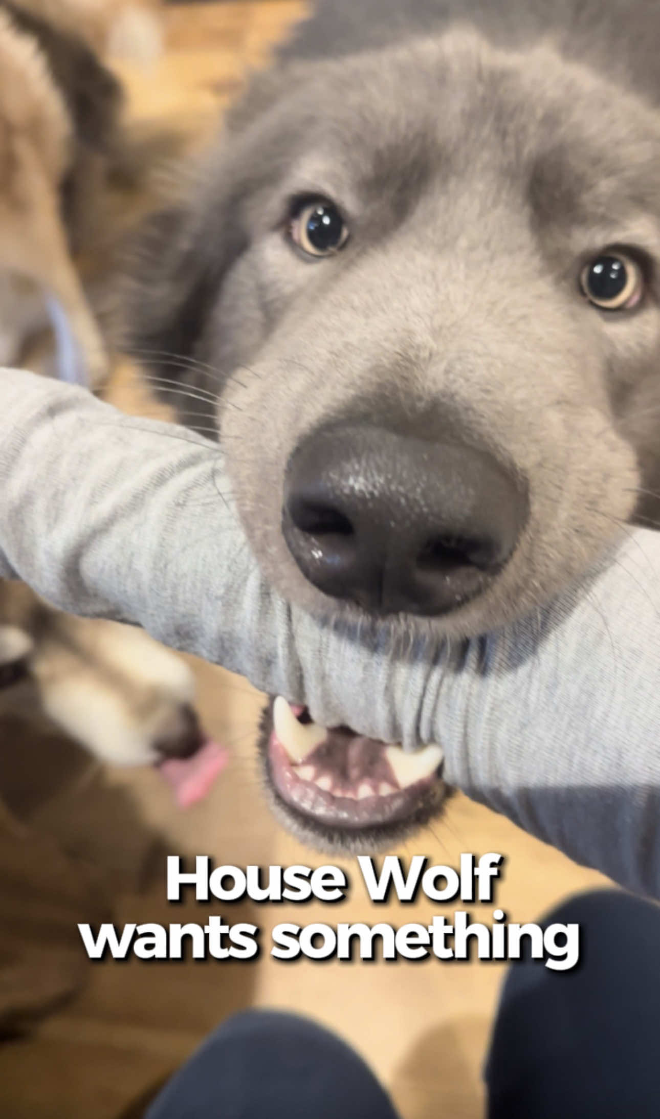 @My Blue Wolf