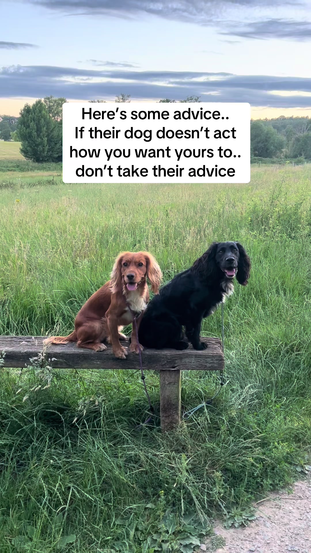 @Corrina | Parker & Mila 🐾 ⭐️