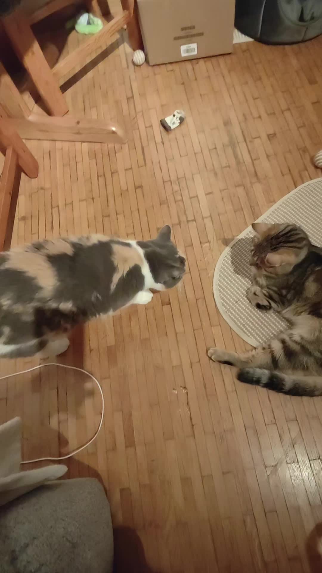 @Süsse Katze🐈