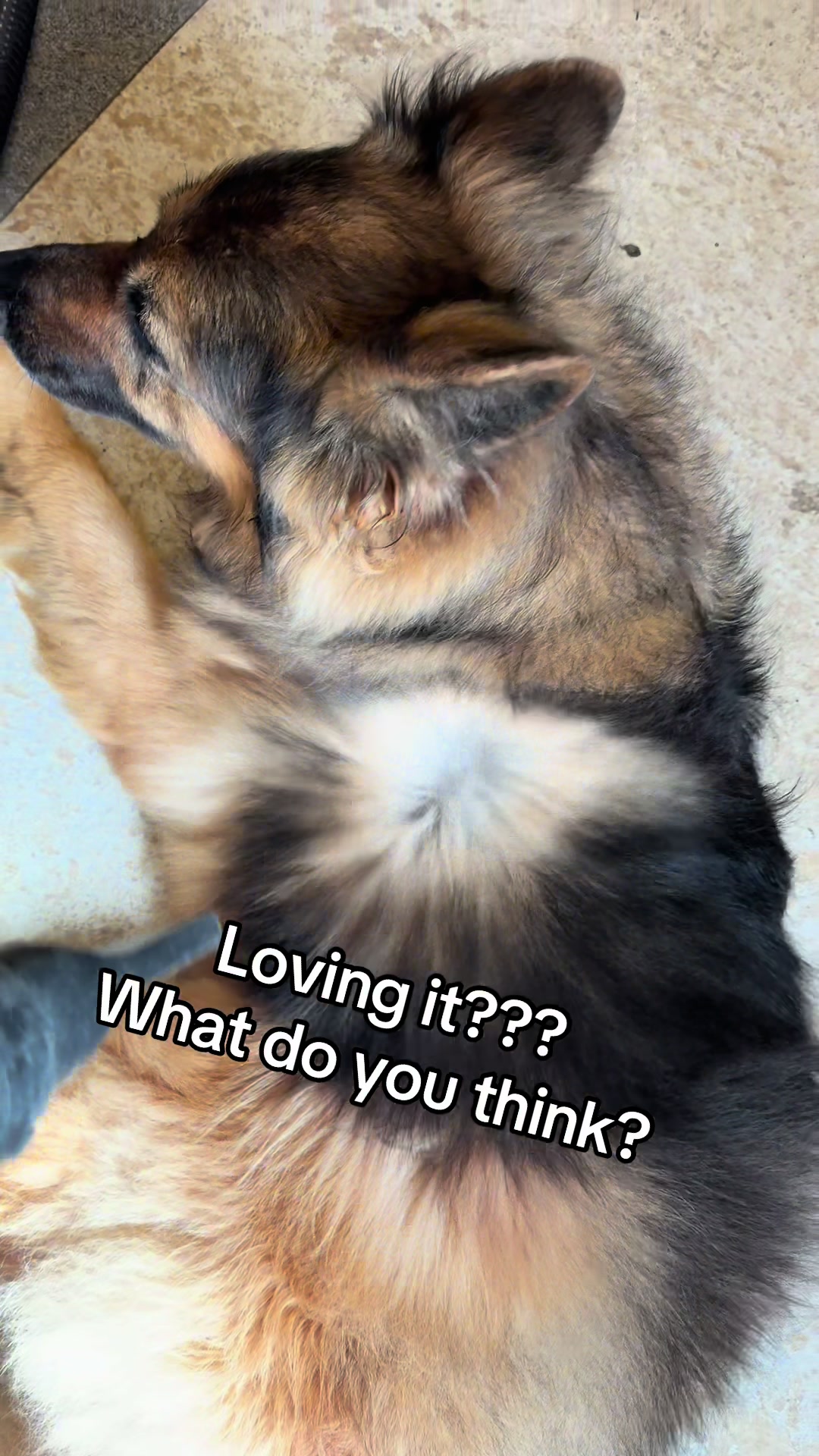 @TheGSDhubwithjennygould