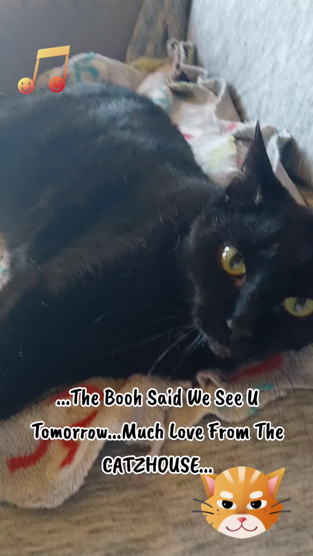 @Booh Hovey crazycatlady3