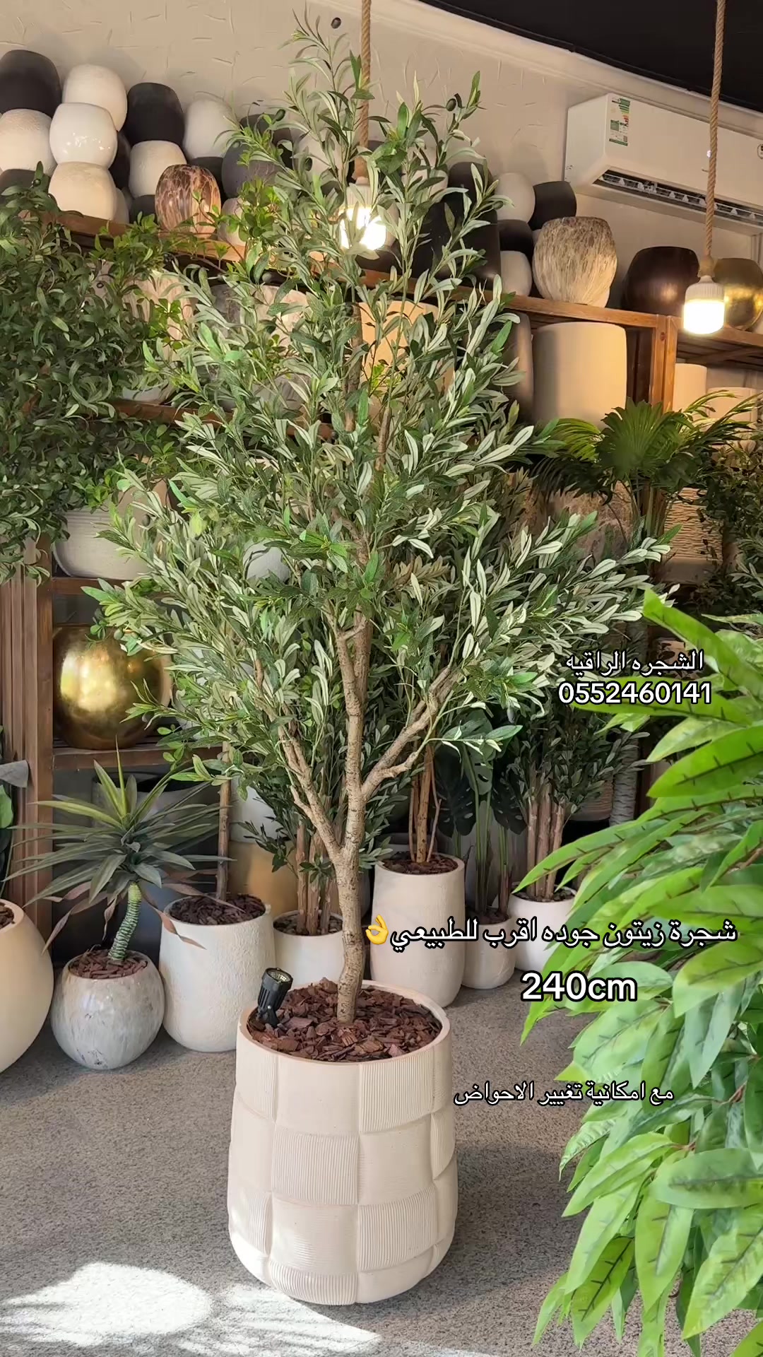 @الشجره الراقيه(زهور المملكه)🌴