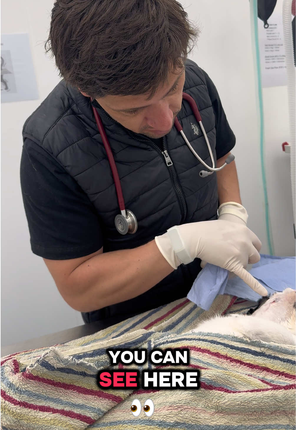 @Tomasthevet