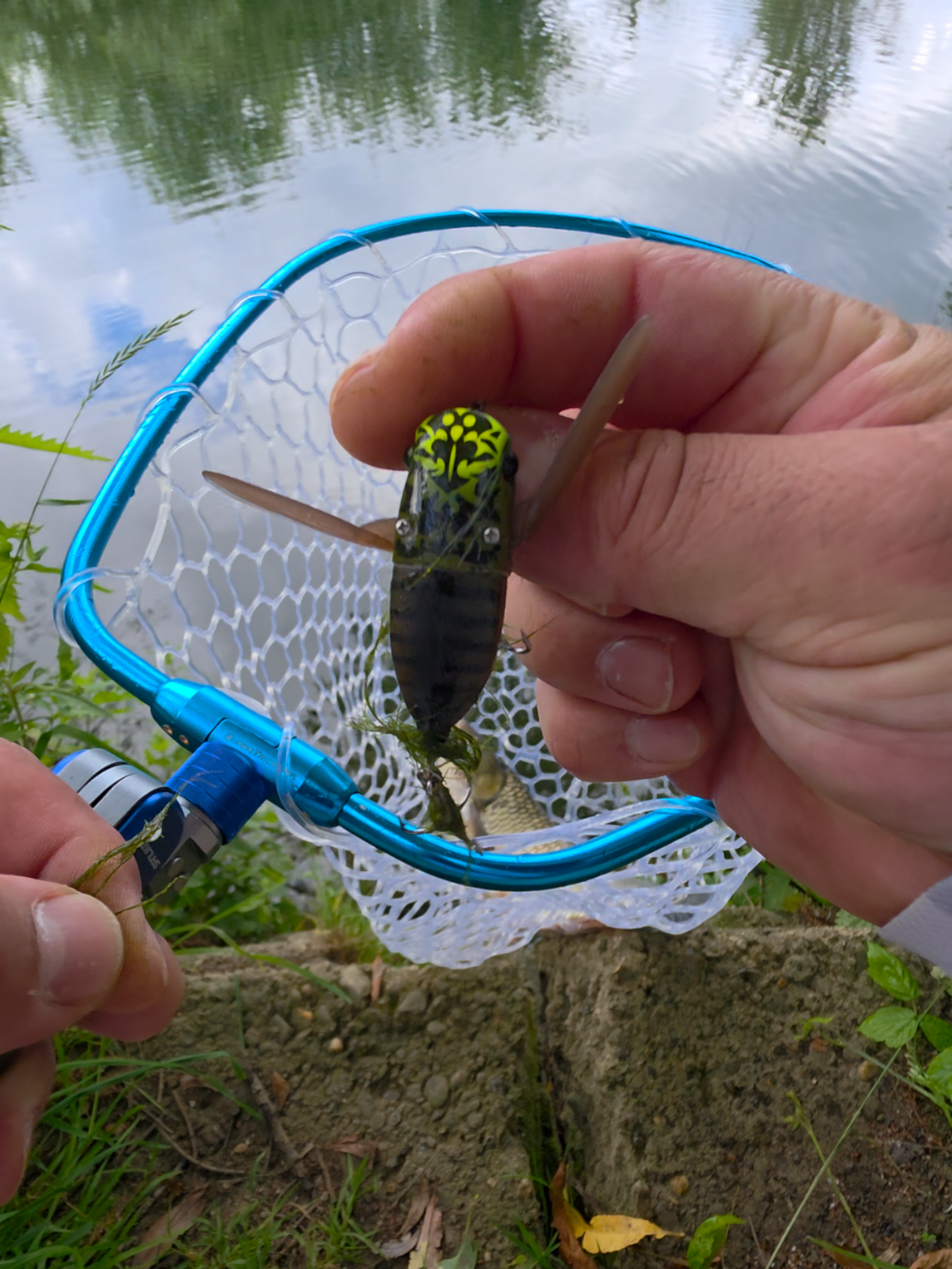 @BF Angler