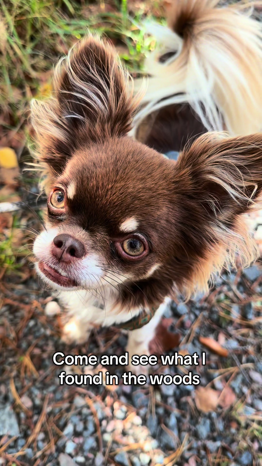 @MorrisMiniDog