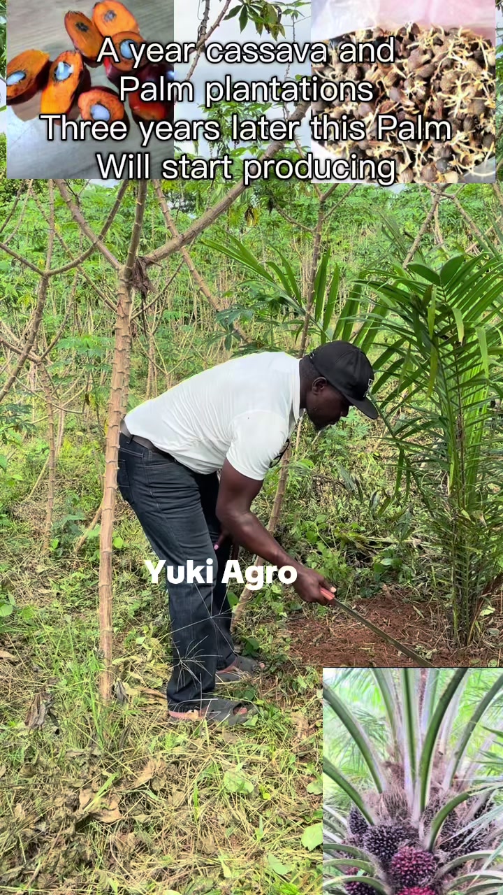 @BabaObaTv @Yuki Agro limited