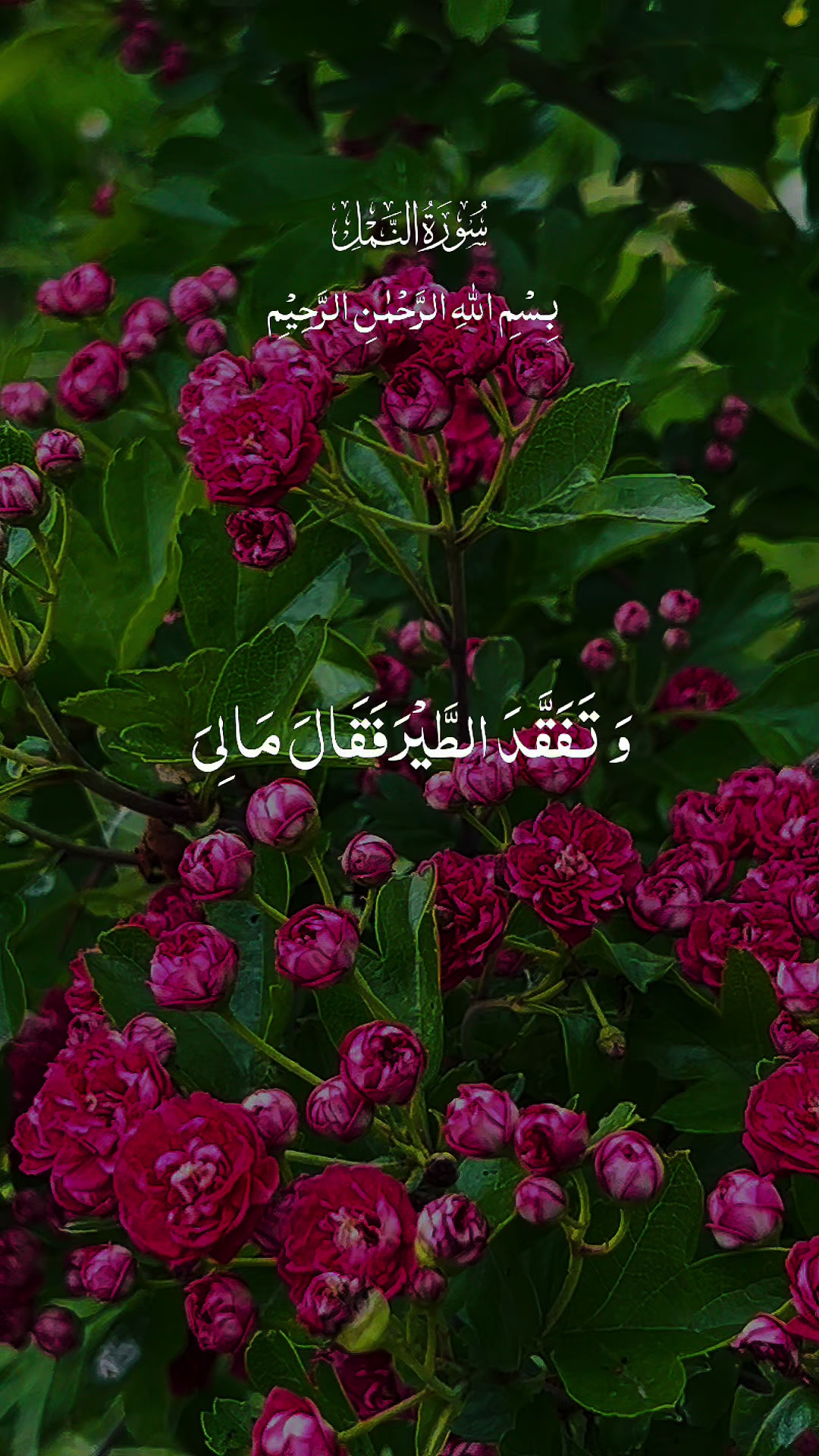 @aliza