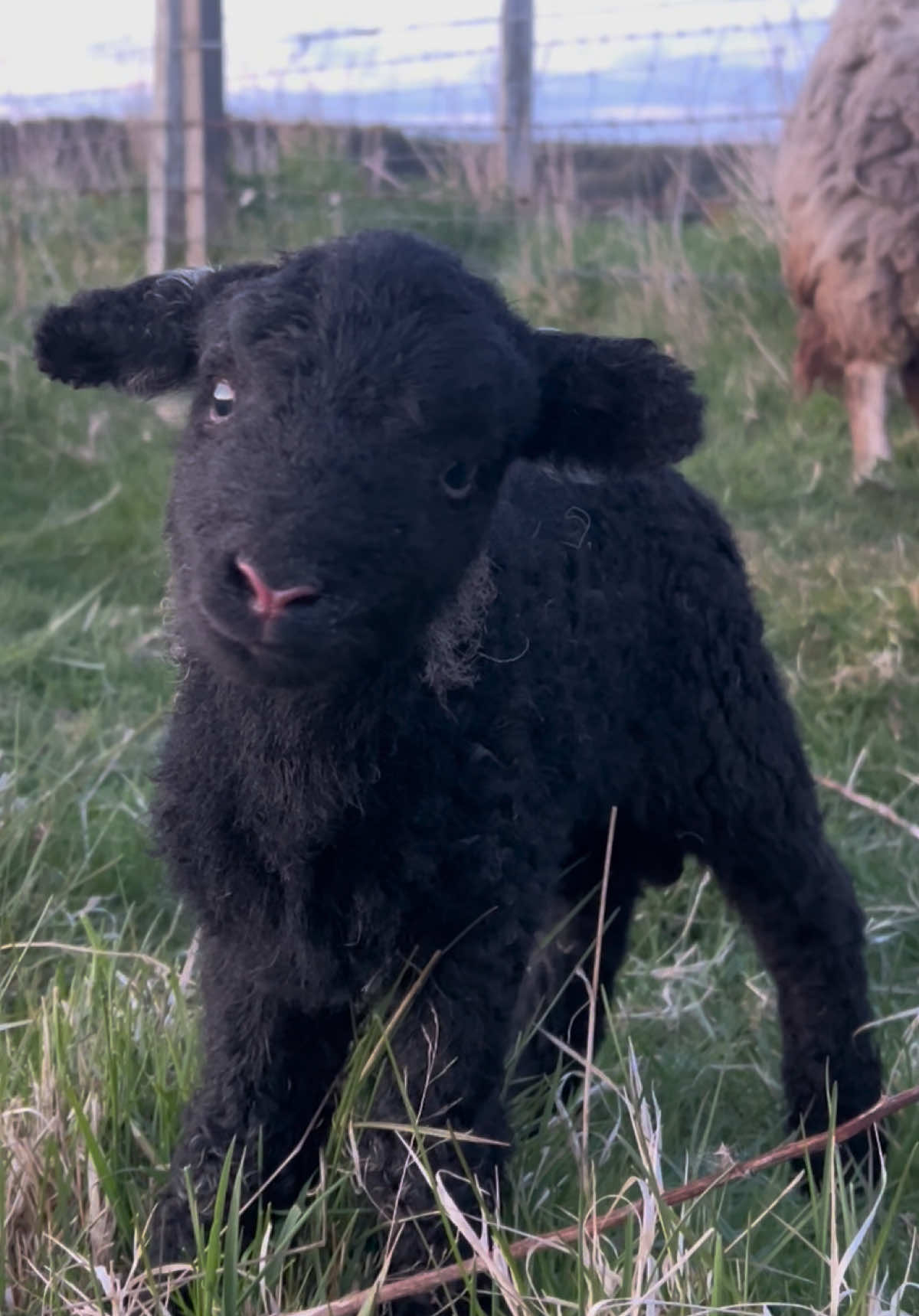 @Annie The Lamb
