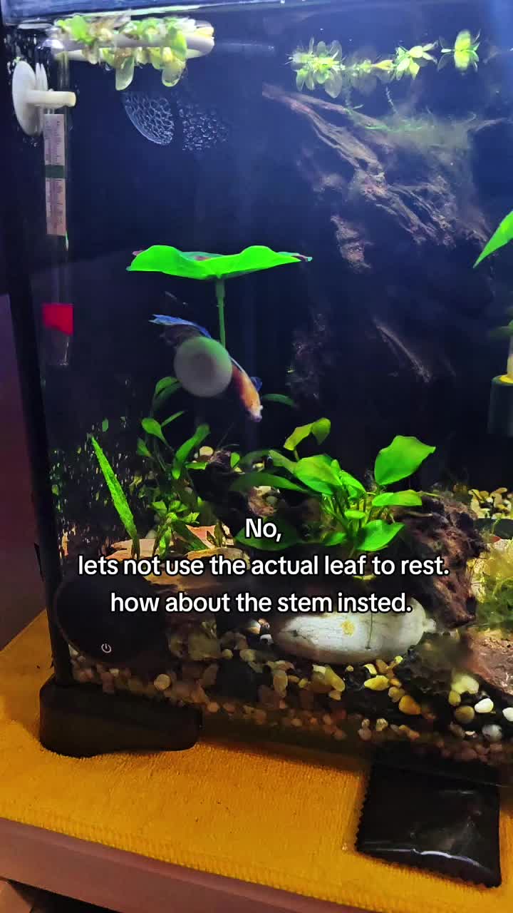 @NebulaTheBetta