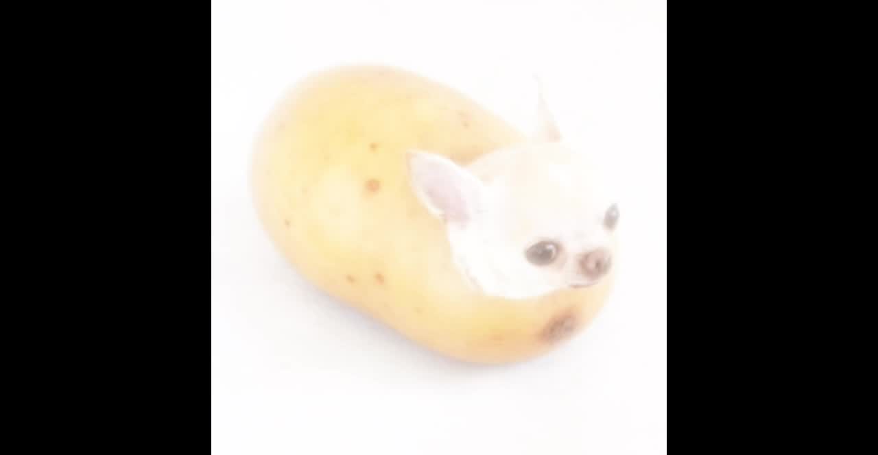 @a handsome chihuahua lover