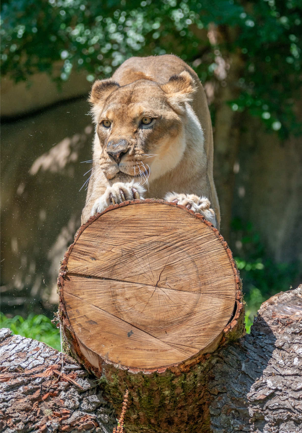 @memphiszoo