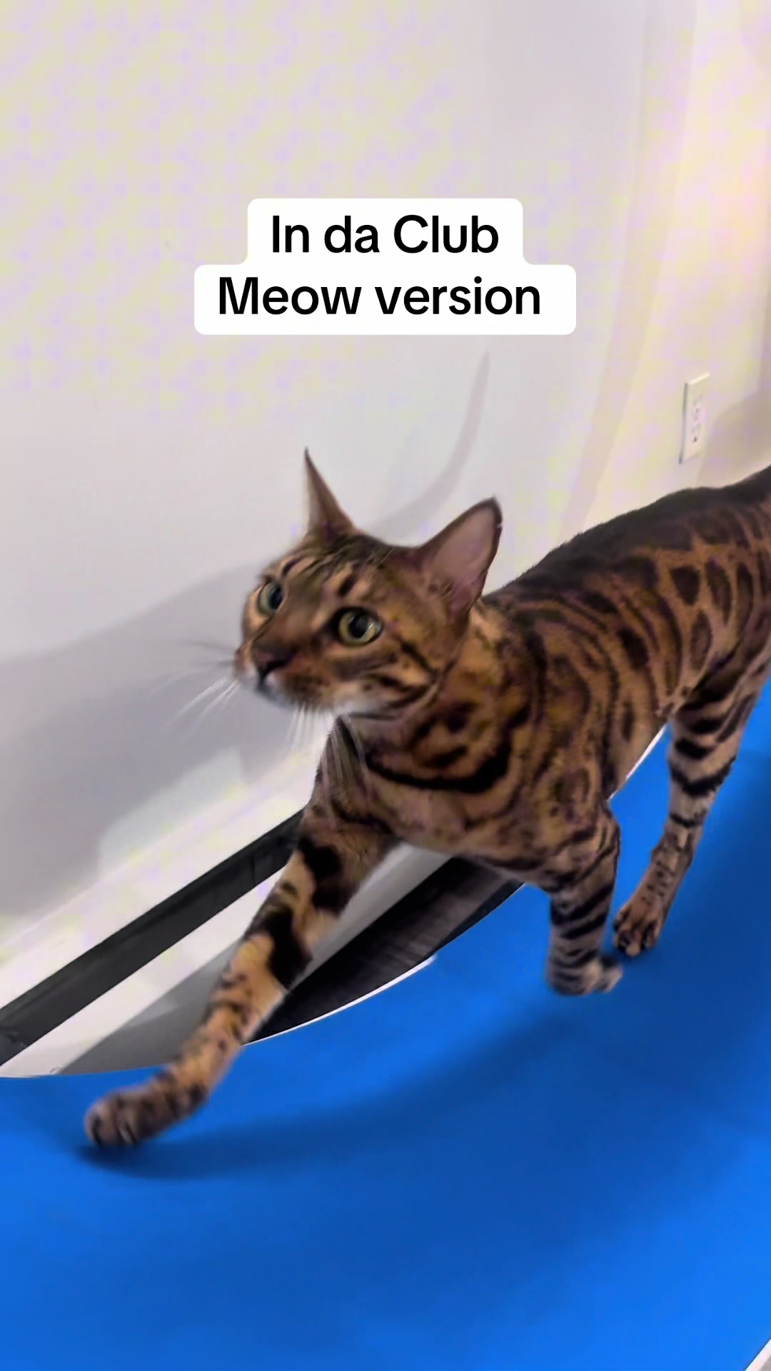 @Three Nawty Cats