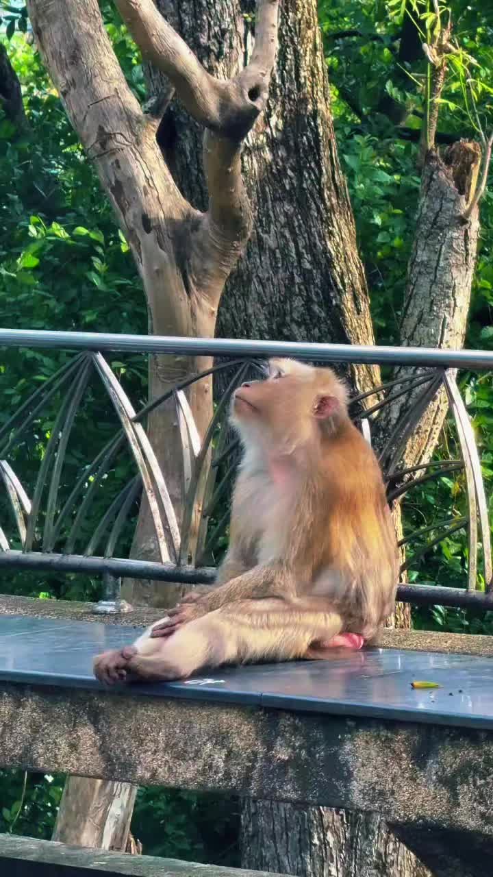 @Monkeyking❤