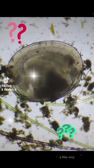 @Smeee❌microscope🏴󠁧󠁢󠁥󠁮󠁧󠁿