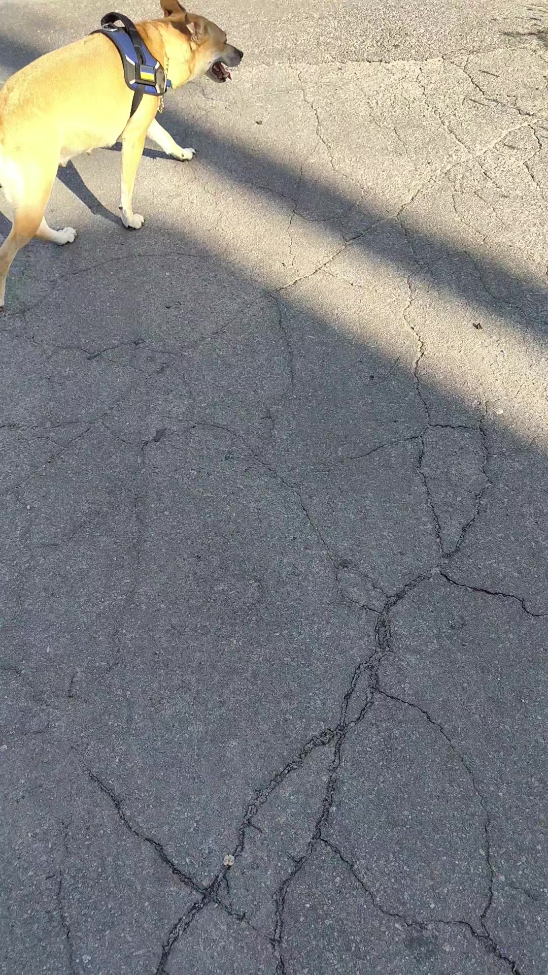 @_Krolik_444