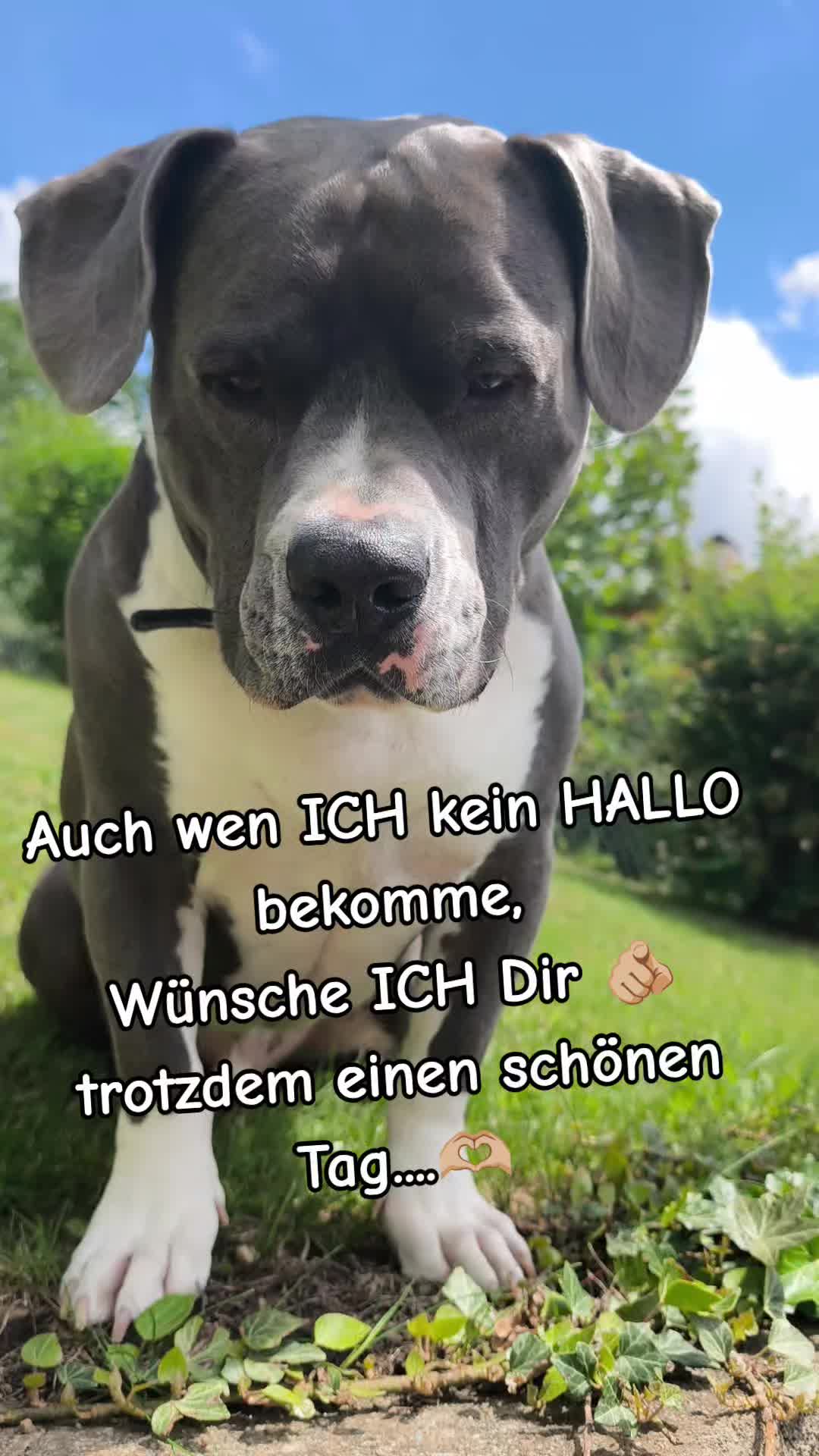 @Kampfschmusser_Nero🖤