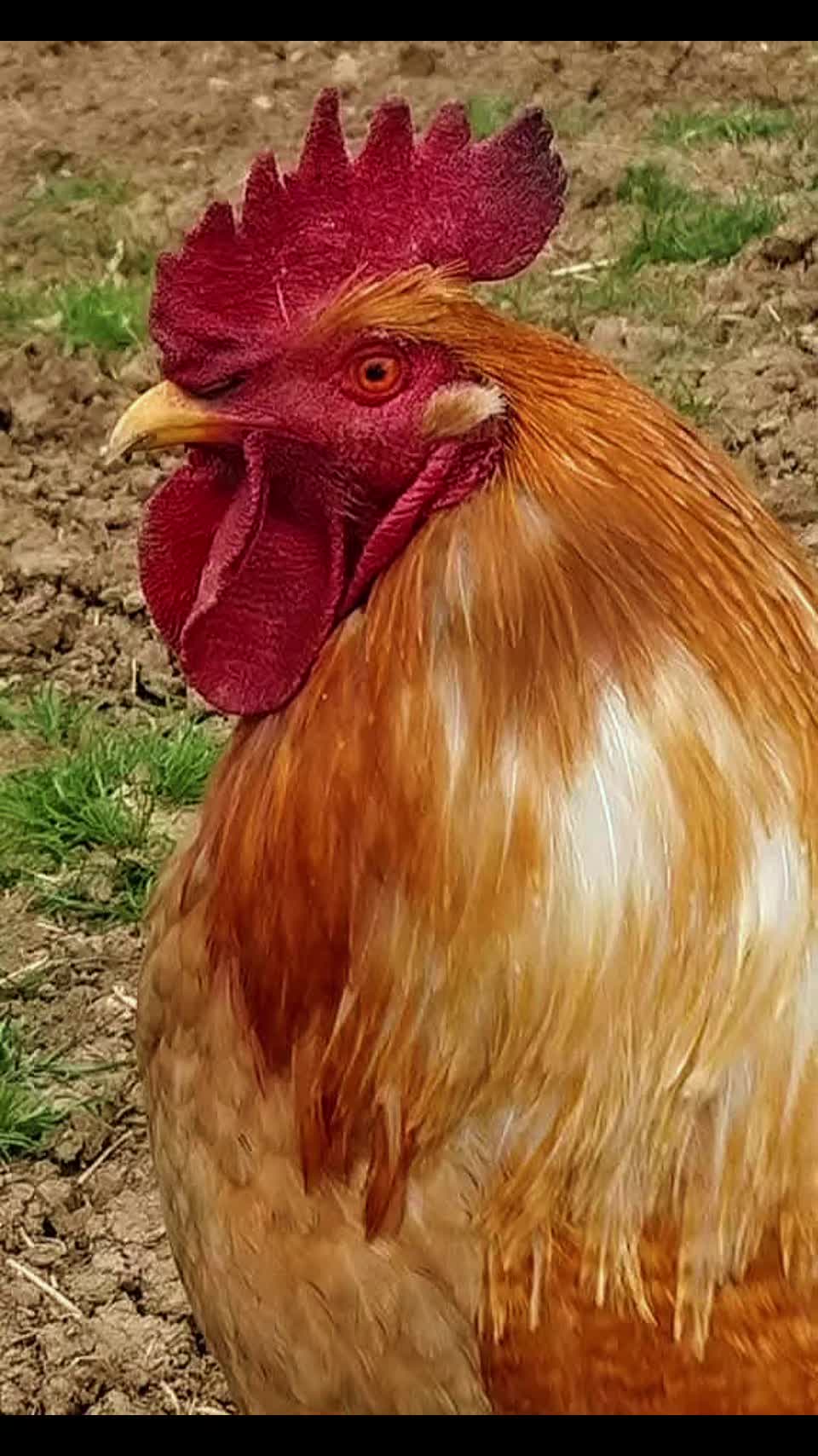@AmylaneHS