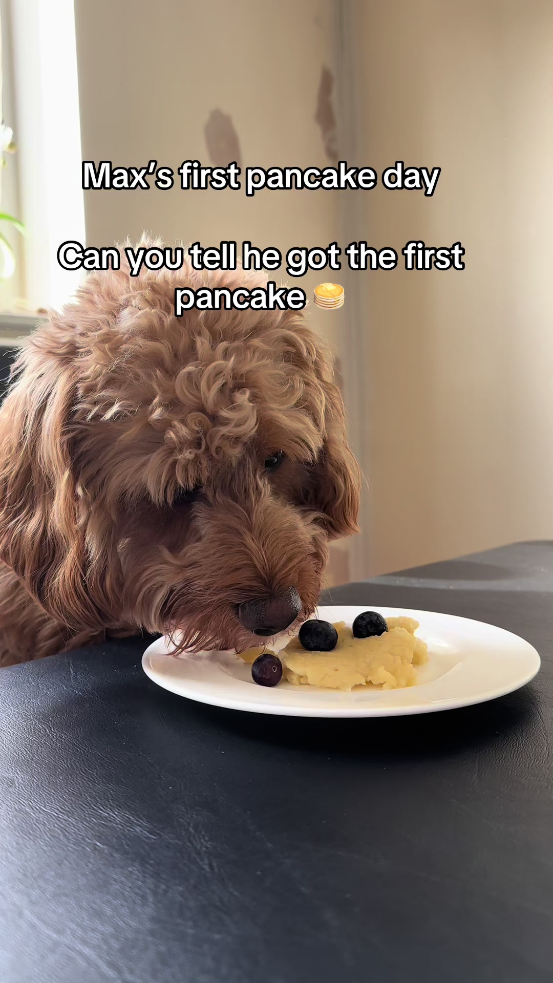 @Max the cavapoo 🐾