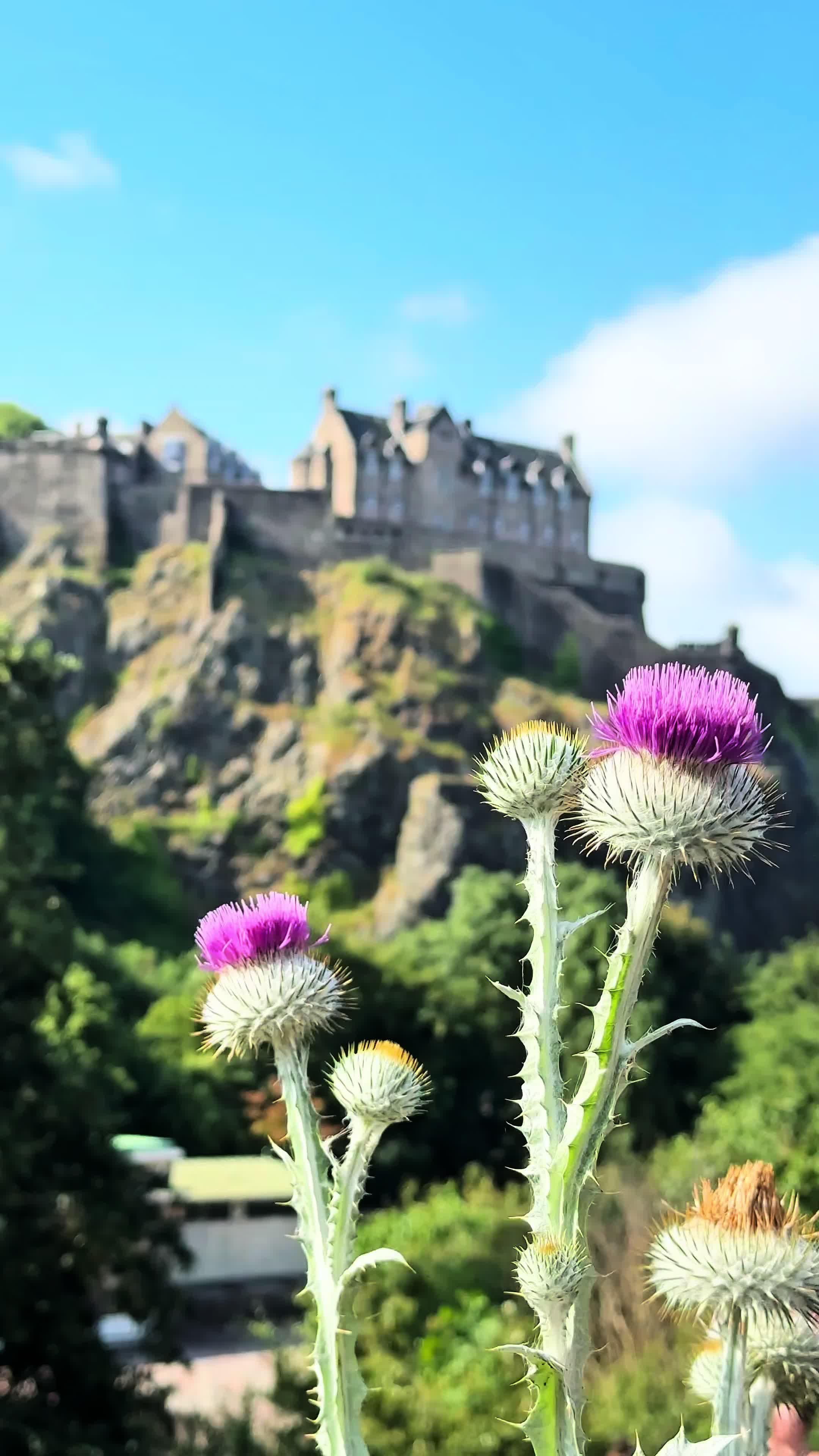 @Edinburghinmyheart