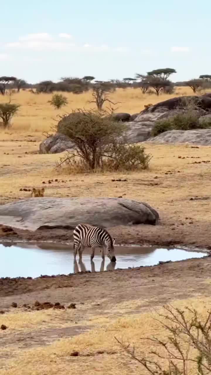 @UK animal channel🇬🇧