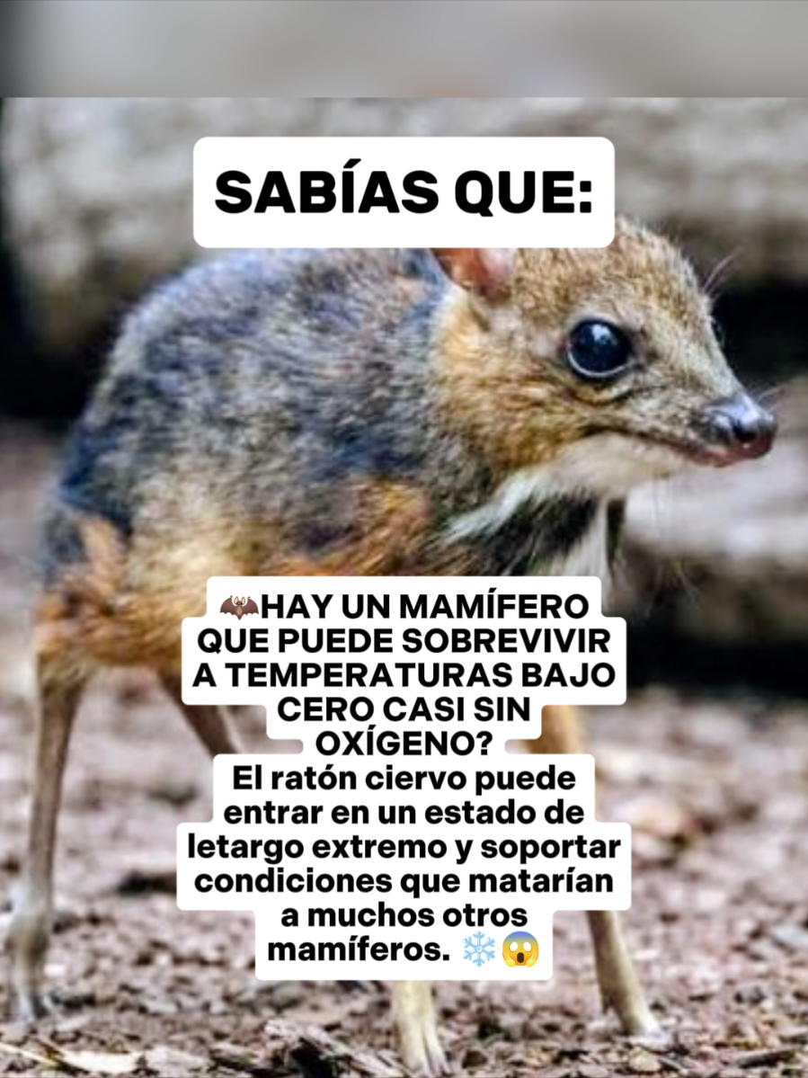 @CLUB DE ANIMALES