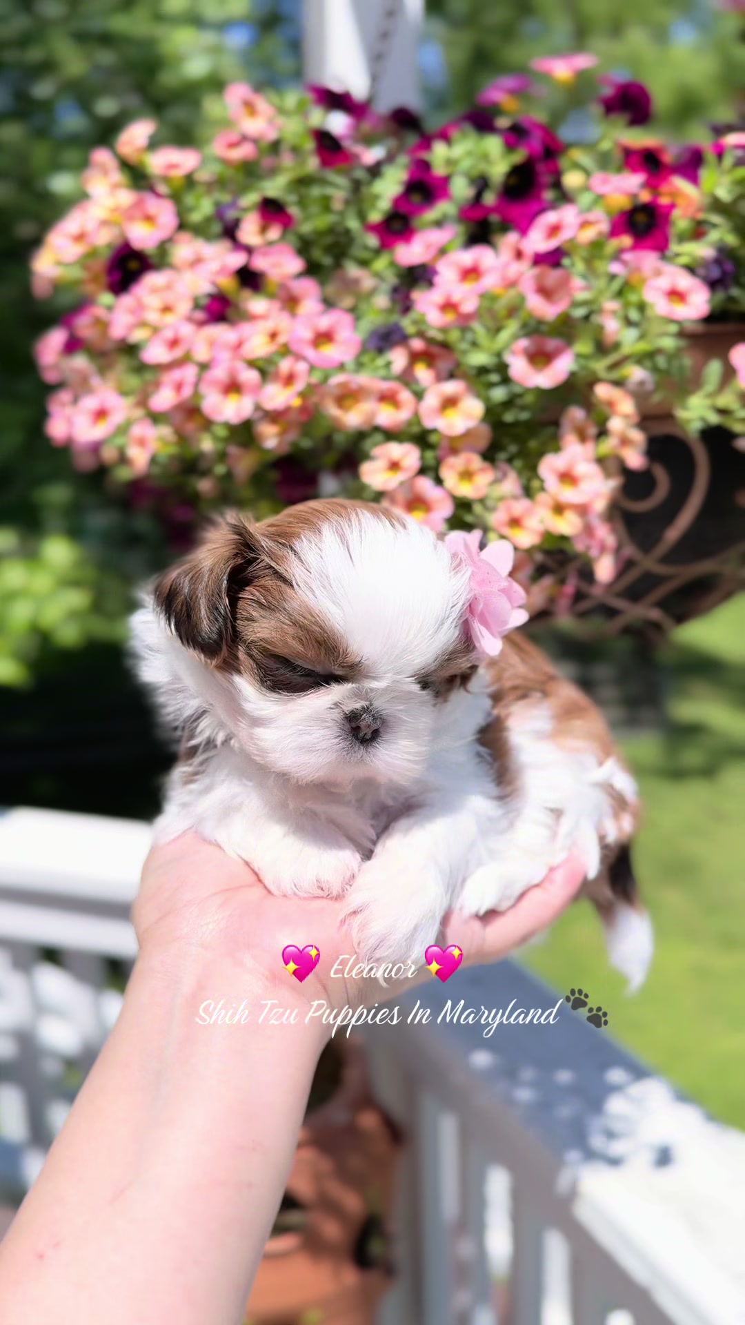 @Shih Tzu Puppies in Maryland