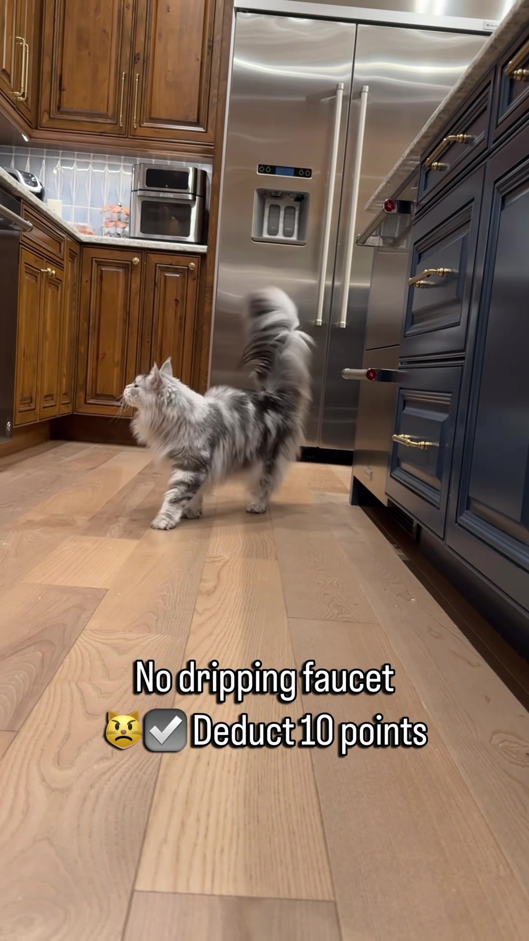 @Winnie: Maine Coon Kitty