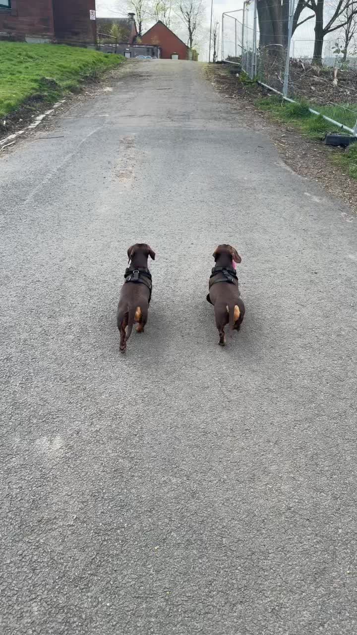 @ciciolive_mini_weiners