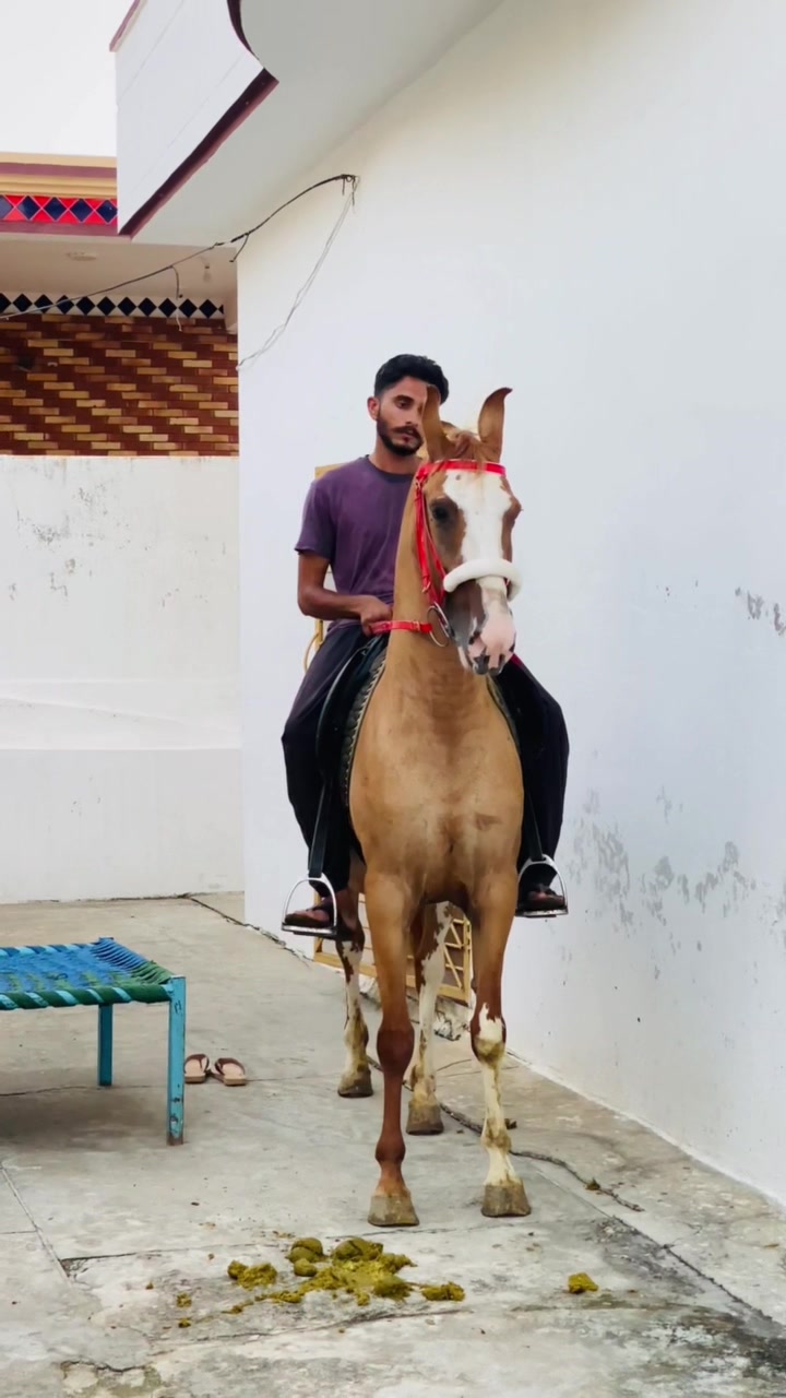 @Ch Hammad bokan ♥️🐎