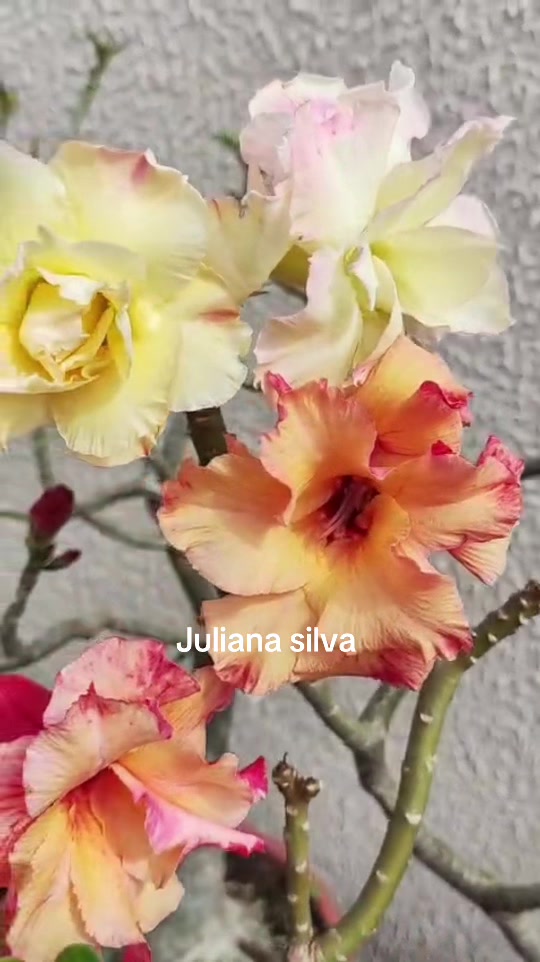 @Juliana silva