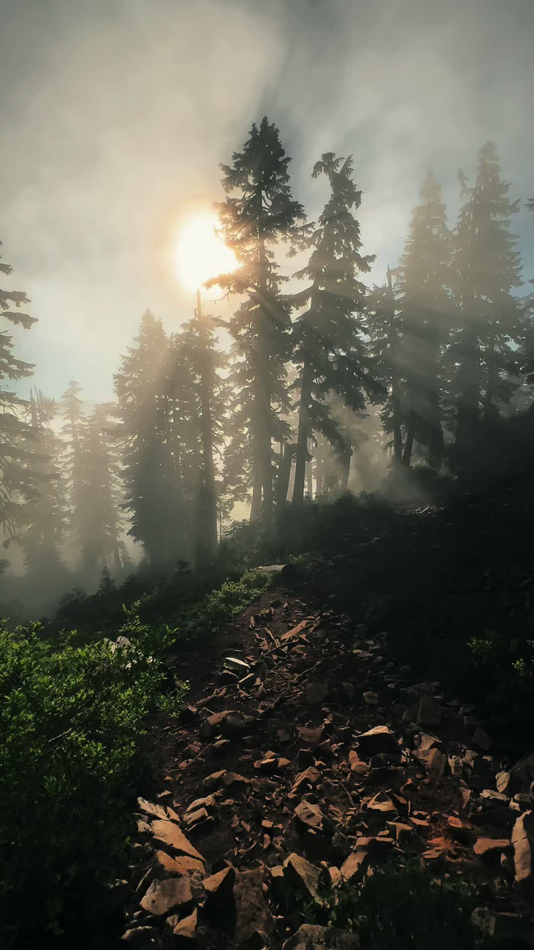 @🌲 James | WA 🏔️