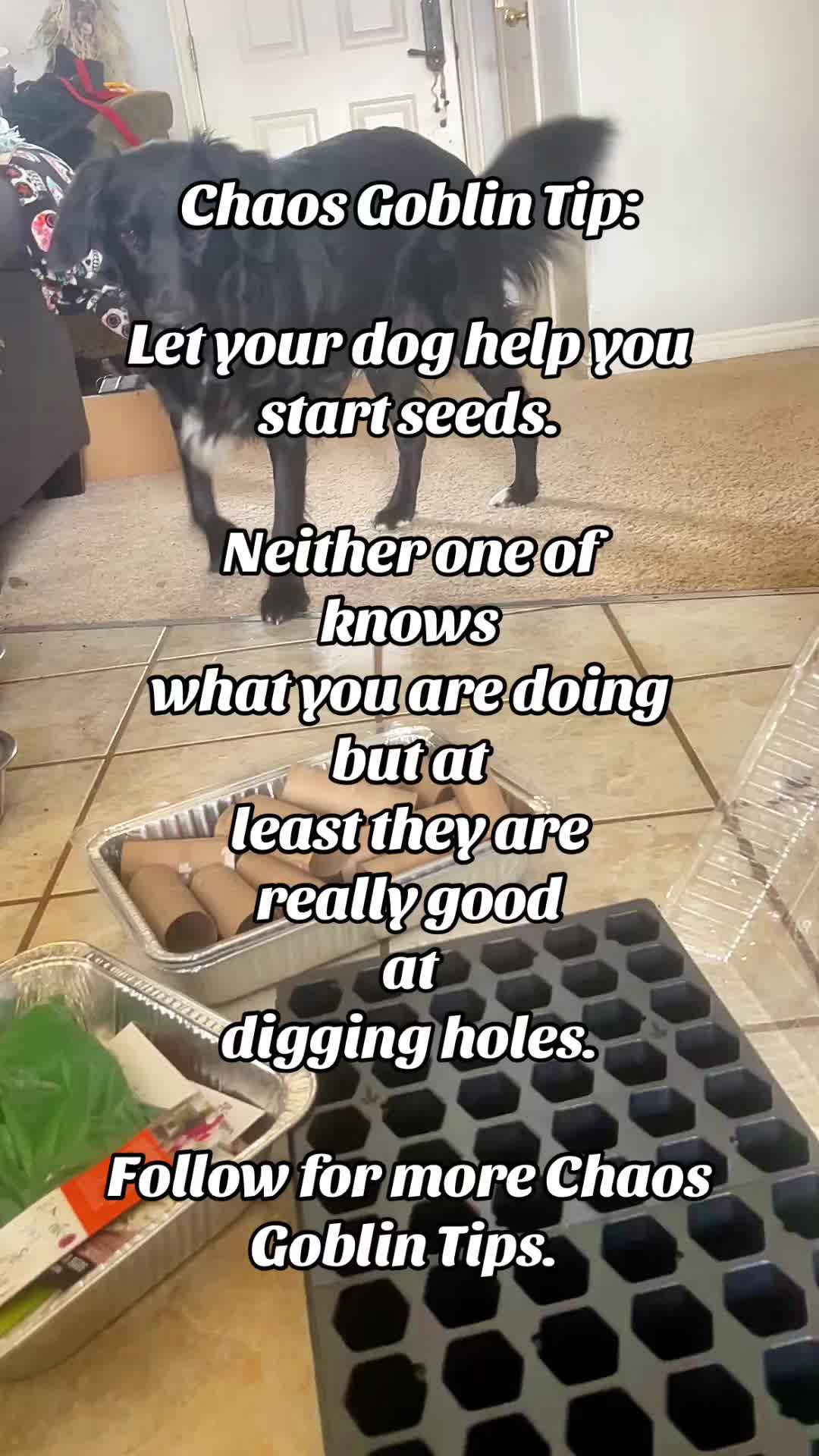 @chaosgoblingarden