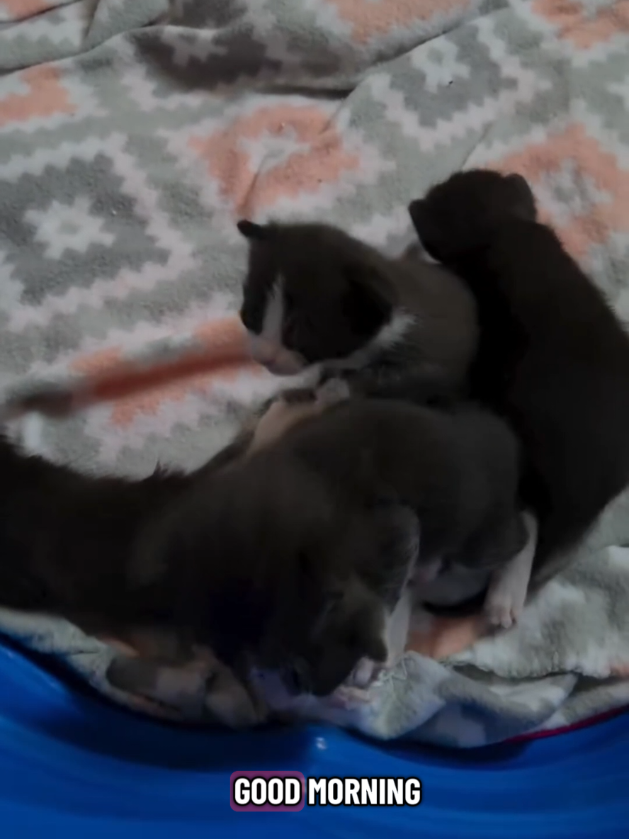 @Pets Mania