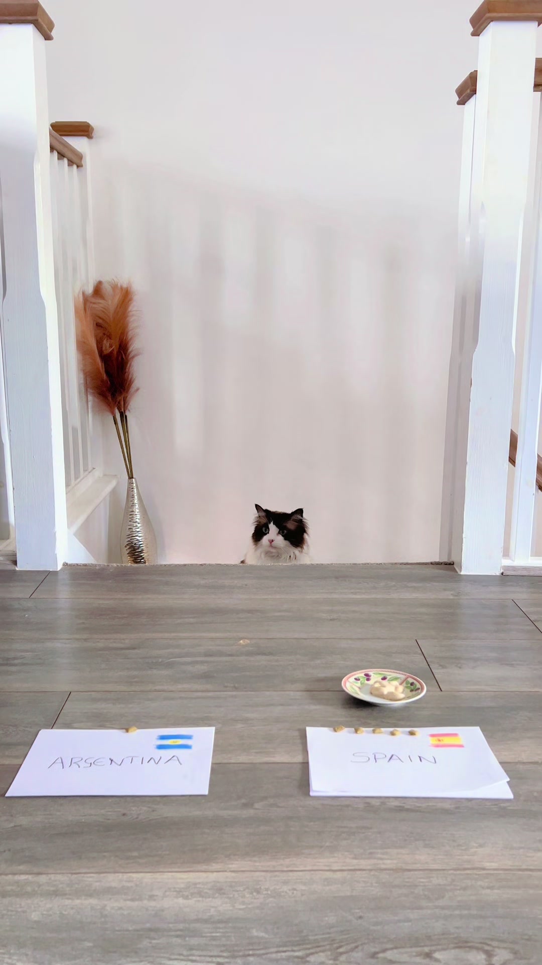 @Ted the ragdoll cat 🐾