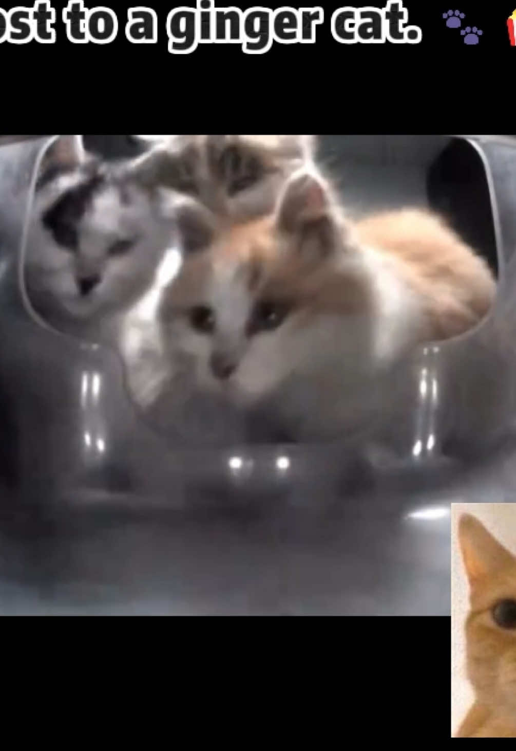 @Purrrr