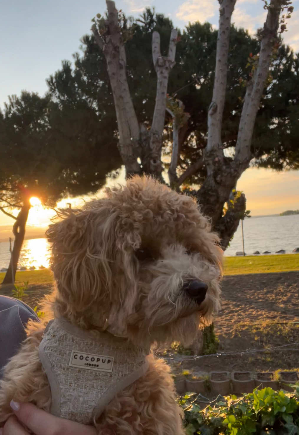 @dinothemaltipoo