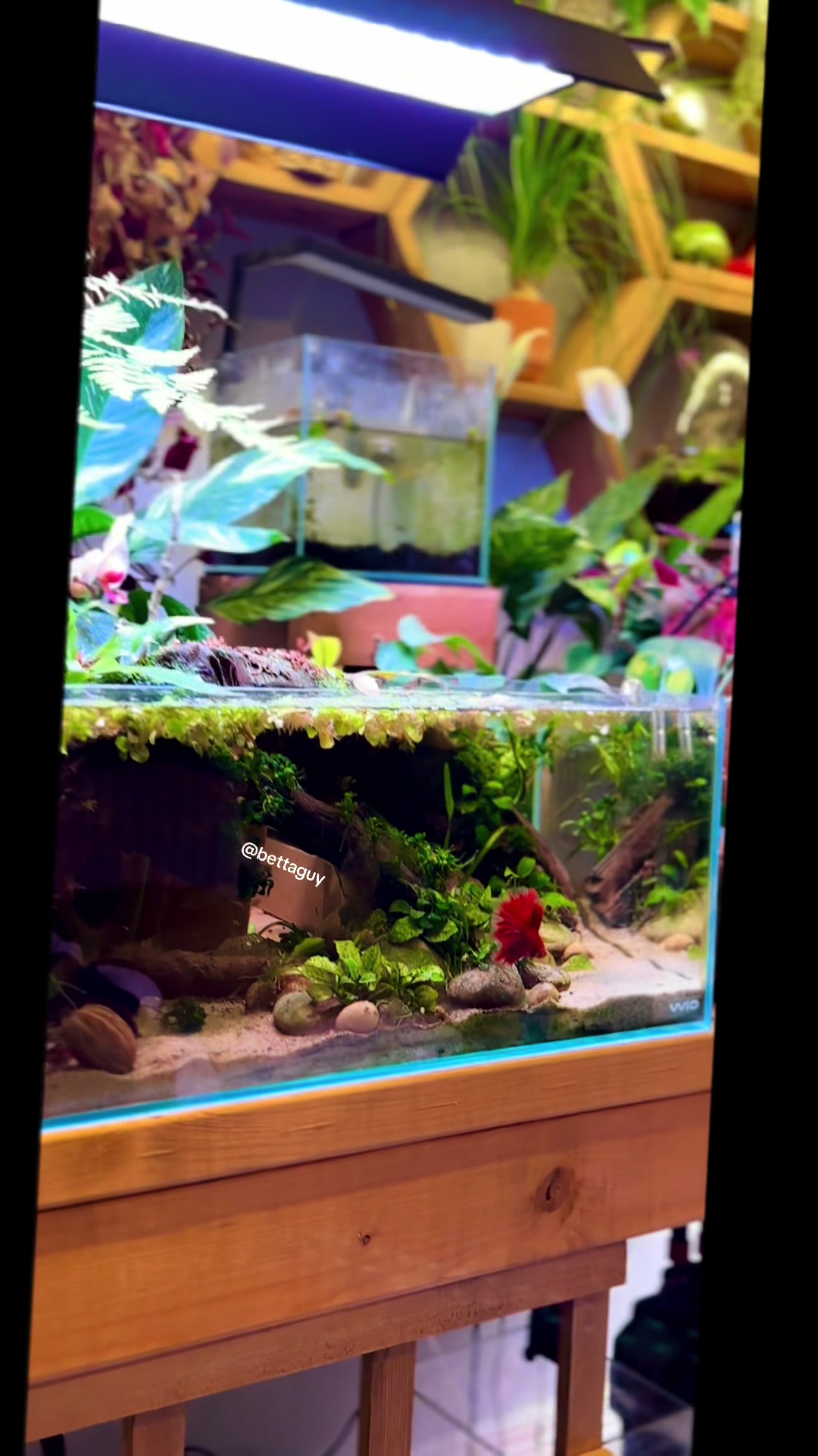 @Fish guy