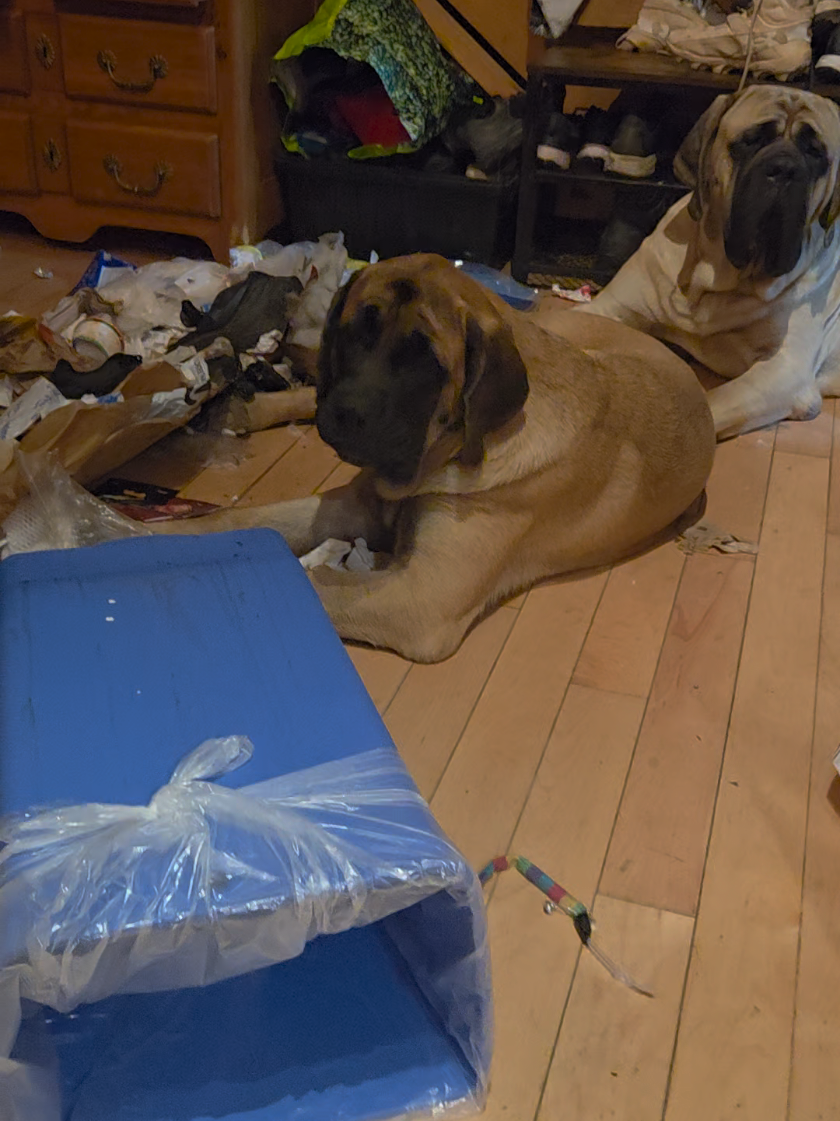 @Maple Mastiffs