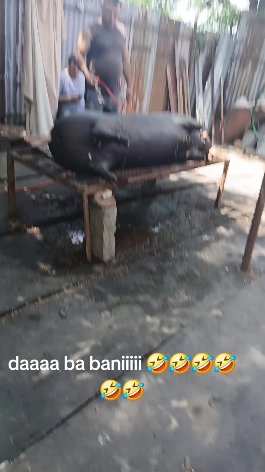 @Mamisor 🚀💪