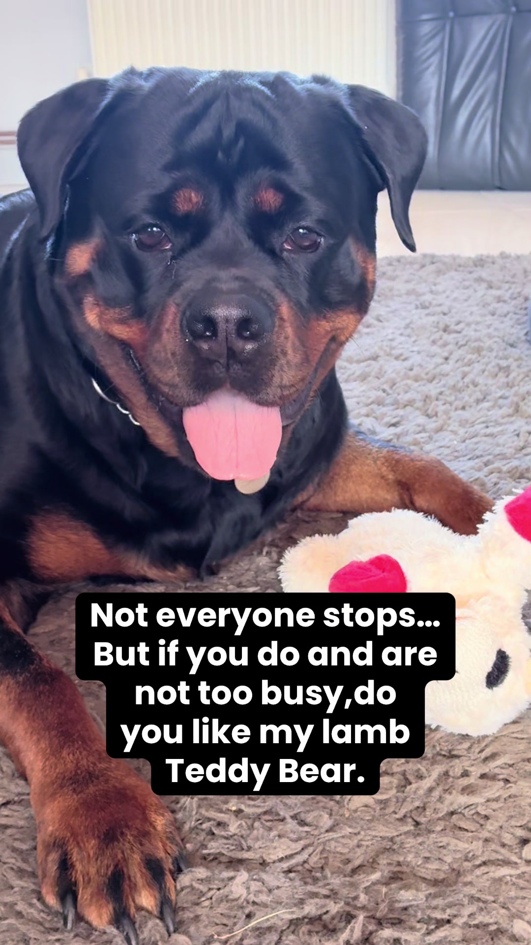 @❤️Rottiexena❤️Rottweiler Dog