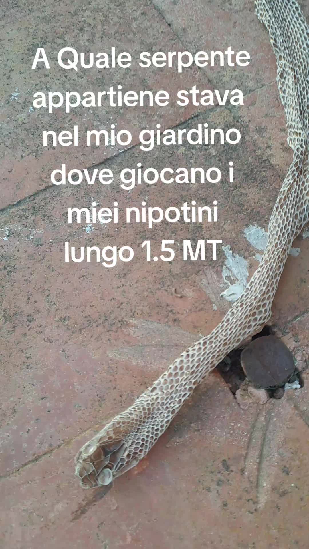@MISTERX