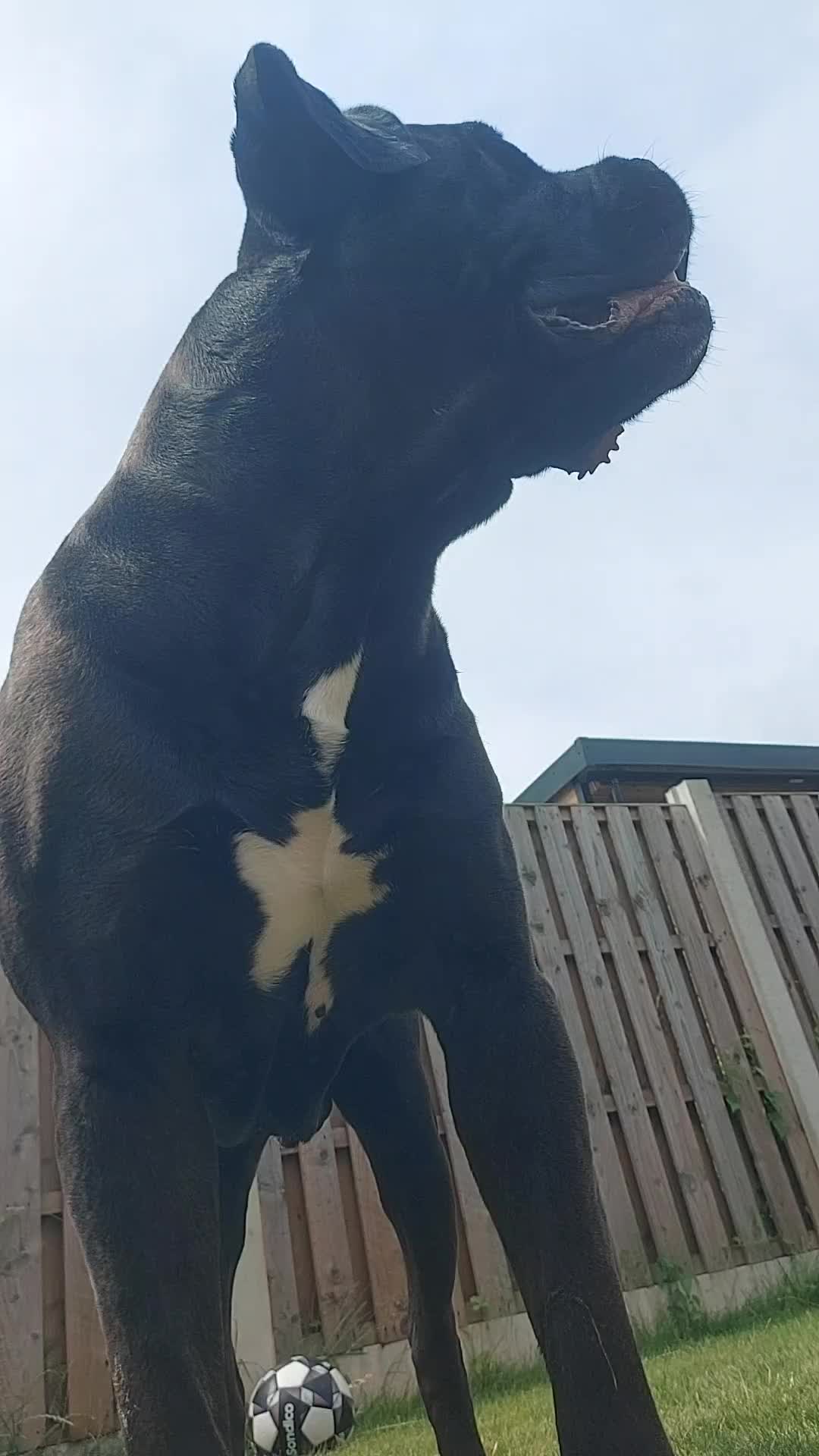 @Canecorspuppy