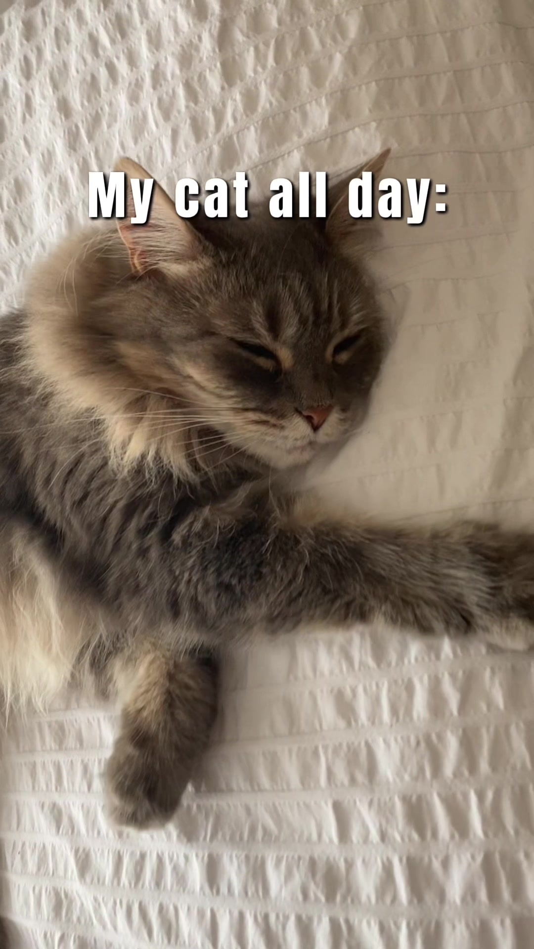 @Meow Town