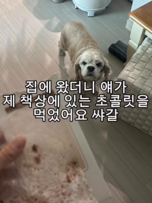 @멍멍일기