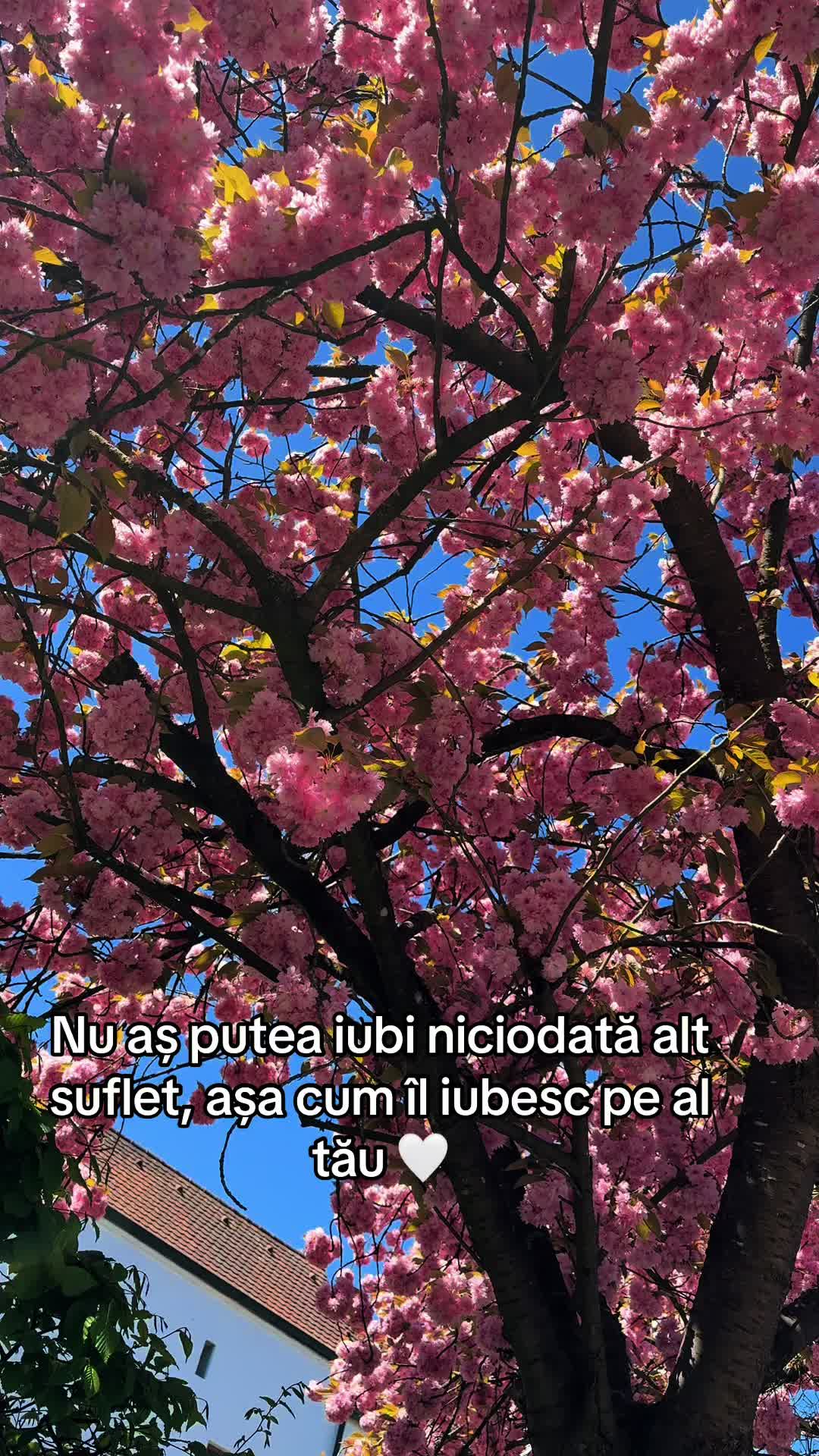 @Ramona Arteni