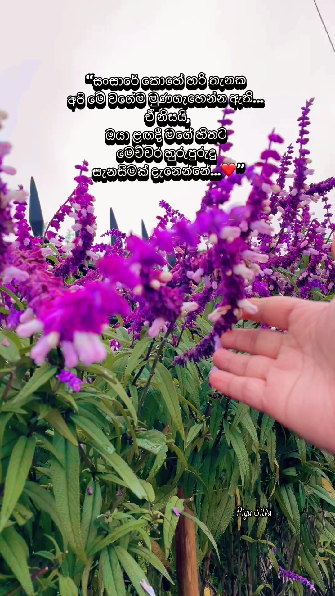 @Piyu-Silva💕