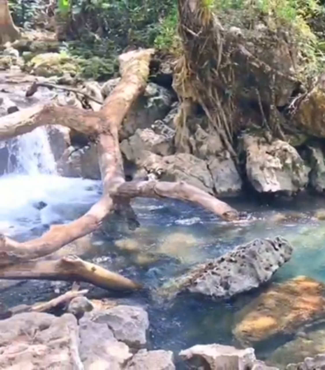 @NoisyRiver Jamaica ๐ฏ๐ฒ