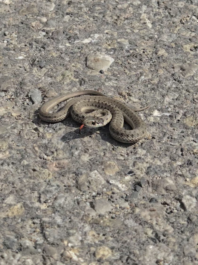 @Banff Trail Running & Wildlife