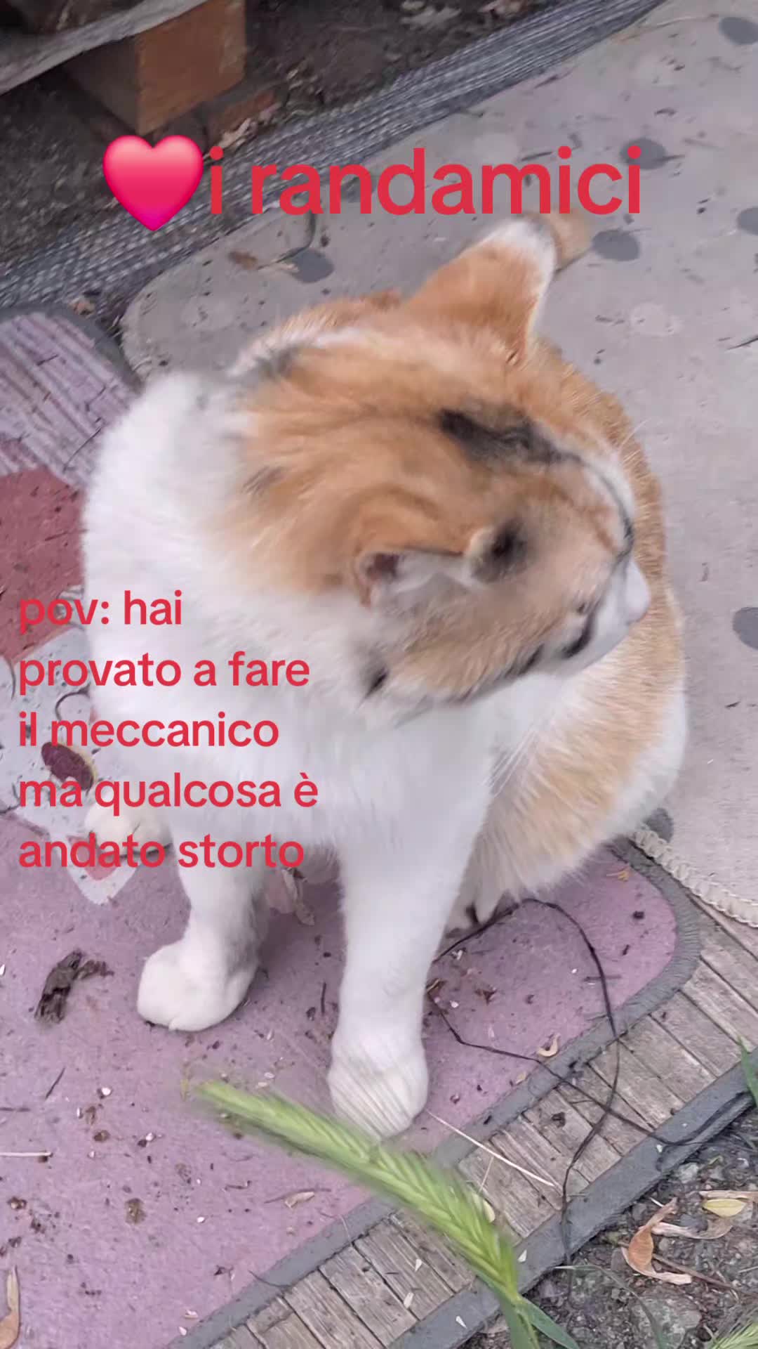 @gattopippo